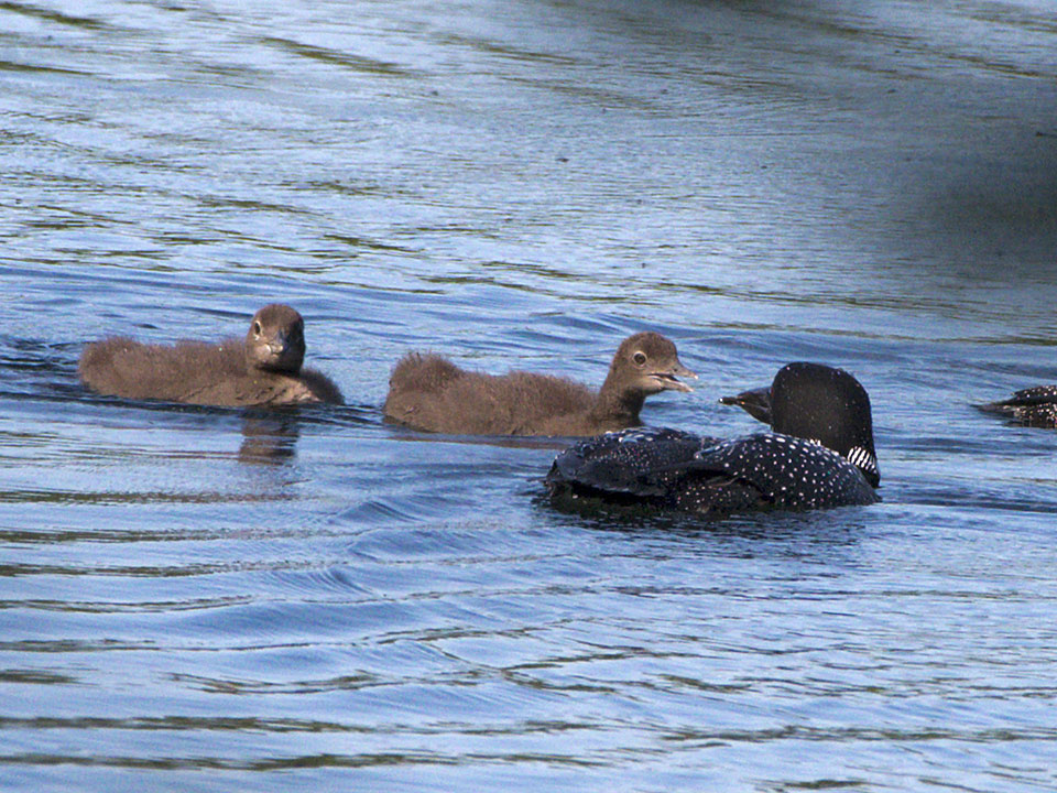 Teenagers are always hungry. It's true throughout the animal world.